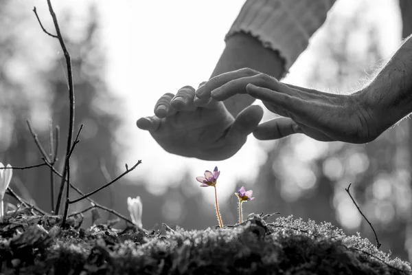 Manos cultivando una pequeña flor de primavera en una roca — Foto de Stock