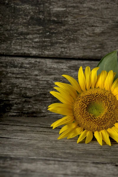 Обрізаний вид цвітіння соняшнику — стокове фото