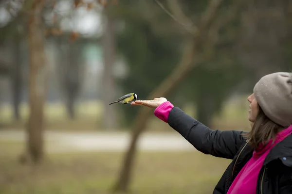 Memberi makan burung kecil dengan tangan — Stok Foto