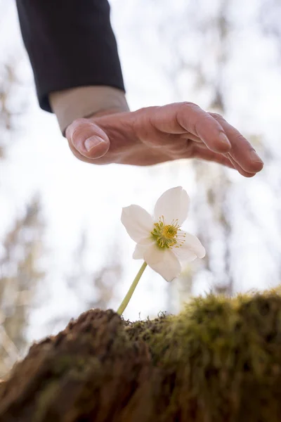 花の手を握って男 — ストック写真