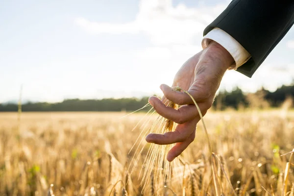 Businessman touching an ear of ripening wheat — Stock Photo, Image