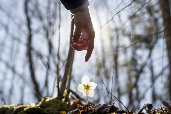Hand of a man above a wild flower