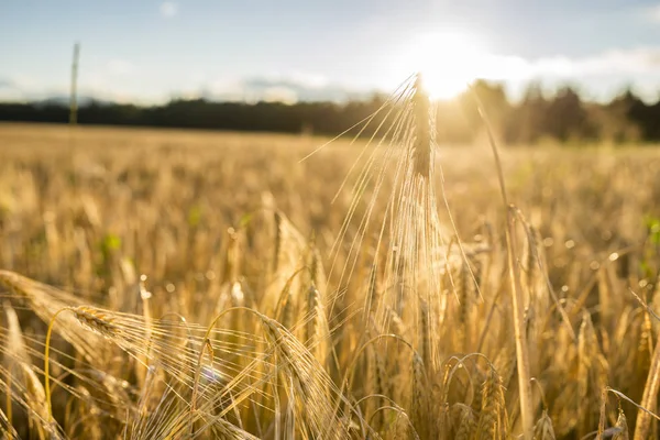 Gouden oor van tarwe in een landbouwgebied — Stockfoto