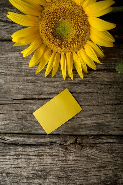 Vista dall'alto del biglietto di auguri giallo vuoto e una bella fioritura — Foto Stock