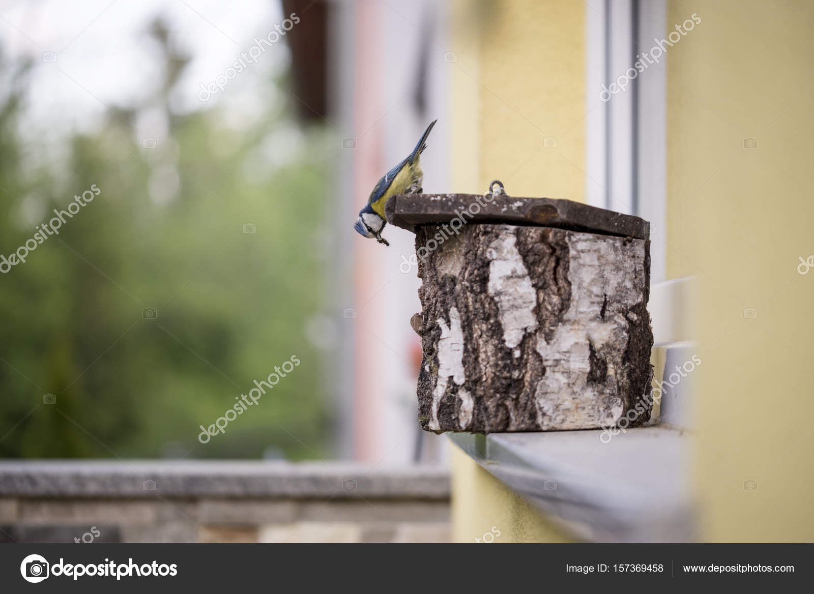 Petit Oiseau Se Tenant Sur Un Nichoir En Bois Photographie