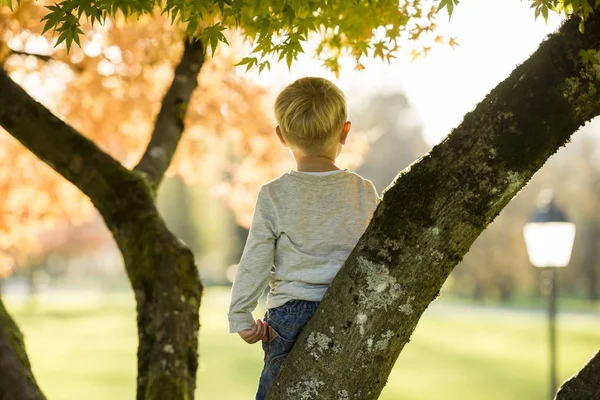 Jonge jongen een herfst boom klimmen — Stockfoto