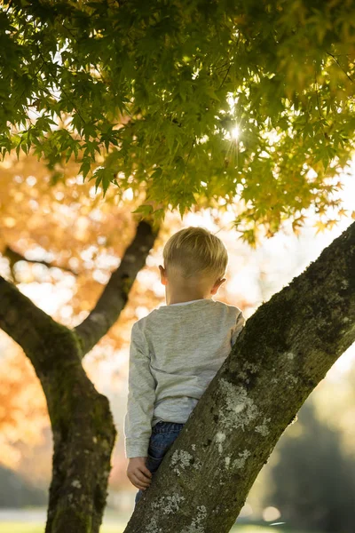 Kleine jongen staande op een tak in een boom, herfst neerkijkt w — Stockfoto
