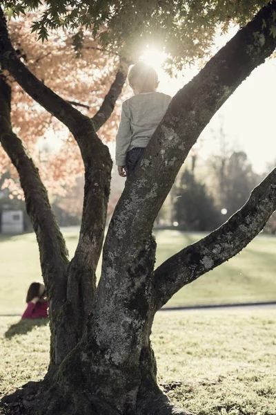 Niño trepando a un árbol de otoño con un resplandor de sol brillante sobre h — Foto de Stock