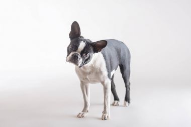 Tam uzunlukta stüdyo çekim bir Boston boğa korkunç köpek