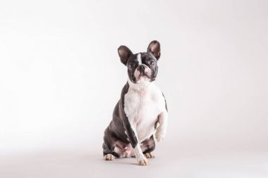 Boston Terrier köpek intentl izlerken bir gri arka plan üzerinde oturan
