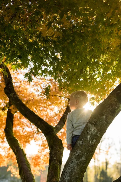 Jong kind in een kleurrijke herfst-boom — Stockfoto