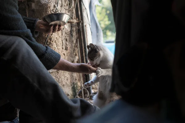 Чоловік годує кішку в сараї — стокове фото