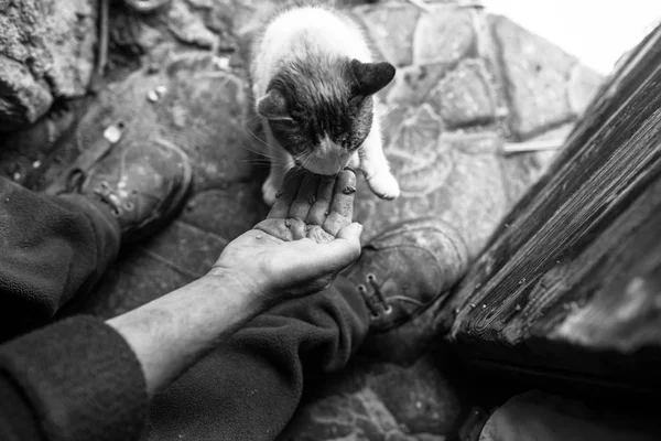 Vista aerea del gatto che si nutre di mano maschile da mano — Foto Stock