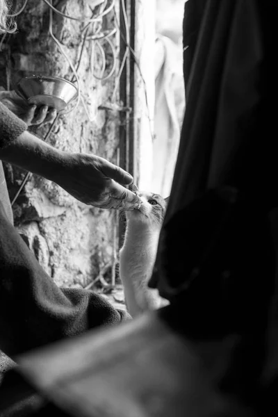 Вид збоку чоловічої руки, що годує кішку з рук — стокове фото