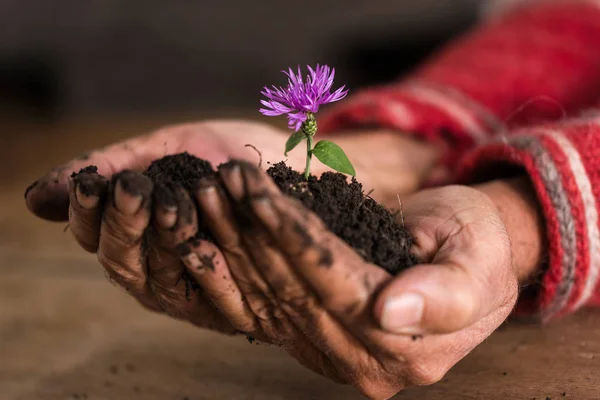 Zahradník, baňkování fialový květ ve svých rukou — Stock fotografie