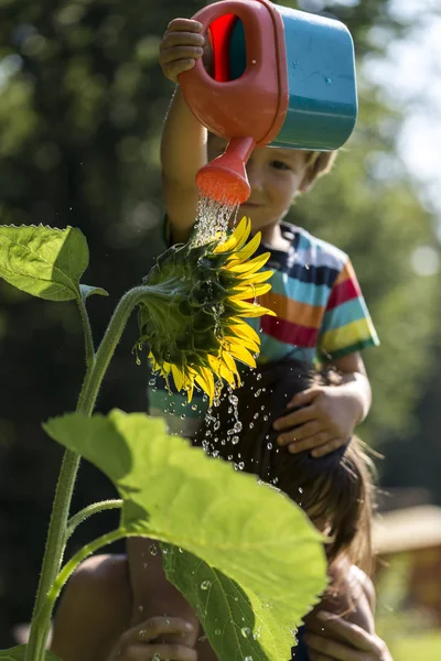 Ibu memegang balita di bahu saat ia air bunga matahari — Stok Foto