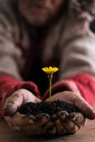 Gardener with dirty hands cupping a dandelion — Stock Photo, Image