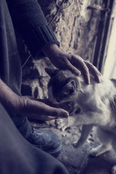 Imagen tonificada de un hombre alimentando a un gato — Foto de Stock