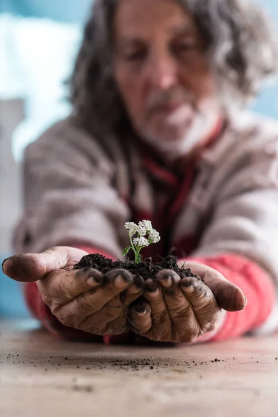 豊かな土壌で可憐な花を保持している年配の男性 — ストック写真