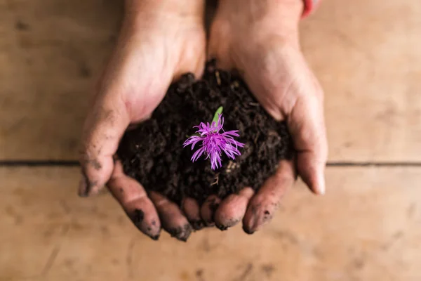Вид сверху на грязные руки, держащие пурпурный цветок в богатом f — стоковое фото