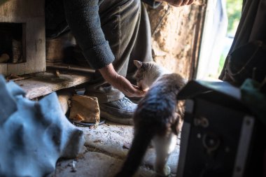 El ile besleme kedi kişi oturdu