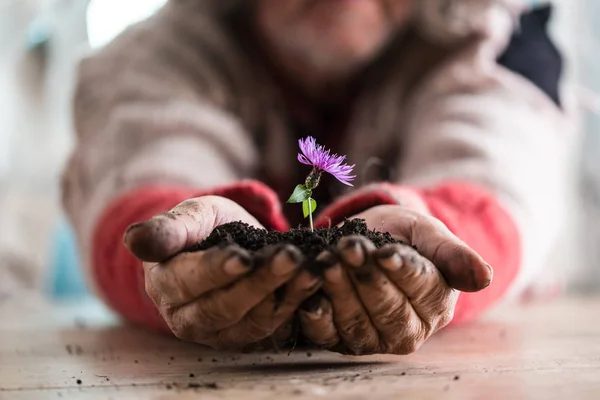 Man holding a purple flower in a soil — Stock Photo, Image