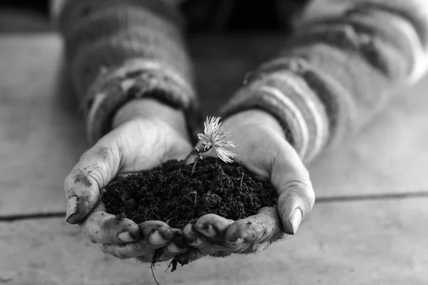 Man holding a flower in soil cupped in his hands — Stock Photo, Image