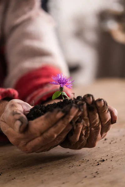 Садовник с грязными руками держит фиолетовый цветок в кубиках — стоковое фото