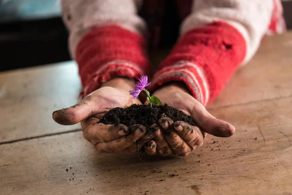 Jardinero con manos sucias sosteniendo una flor — Foto de Stock