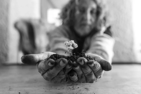 老人の豊かな土壌で可憐な白い花を保持 — ストック写真
