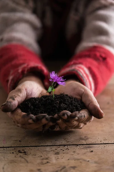 Man with dirty hands holding a purple flower in a soil