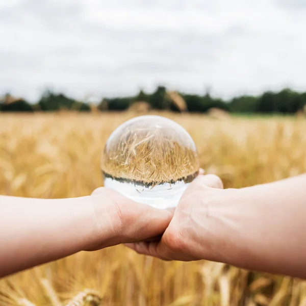 황금밀 밭 위에 크리스탈 공을 들고 있는 모습 — 스톡 사진