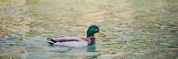 Erkek ördek bir gölde yüzmek — Stok fotoğraf