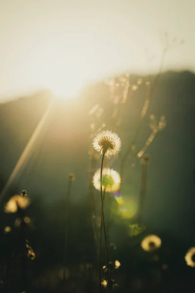 Bombillas de diente de león creciendo en la luz solar brillante bautiful —  Fotos de Stock