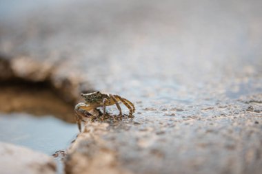 Kayalık yüzeyde yengeç