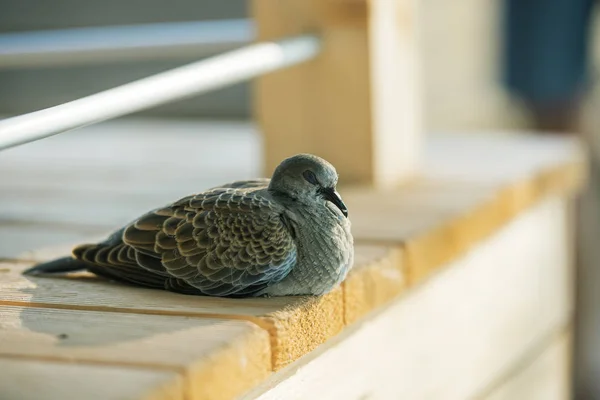 Beautiful Wild Dove Sleeping Calmly Wooden Porch — Stock Photo, Image