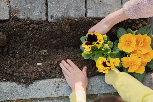 Top View Mother Child Planting Beautiful Bright Yellow Pansy Flowers — Stock Photo, Image
