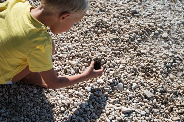 Piccolo Ragazzo Che Esplora Estate Guardando Riccio Mare Che Trovato — Foto Stock