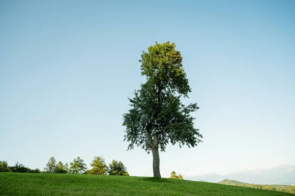 Beautiful Tree Growing Middle Green Meadow Clear Blue Sky — Stock Photo, Image