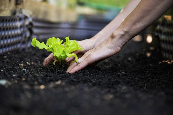 Düşük Açılı Kadın Elinin Verimli Toprağa Bahar Salataları Ektiği Yakın — Stok fotoğraf