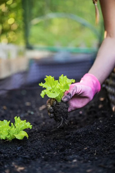 ピンクの園芸手袋を着用した女性の手の低い角度のクローズアップビュー 肥沃な土壌に春レタスの苗を植える — ストック写真