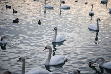 Bir sürü zarif beyaz kuğu ve suyun üzerinde yüzen basit ördekler..