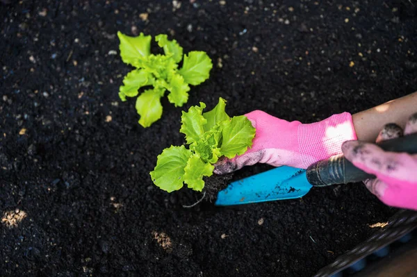 Top Visning Kvindelige Hænder Lyserøde Havearbejde Handsker Plantning Grøn Forår - Stock-foto