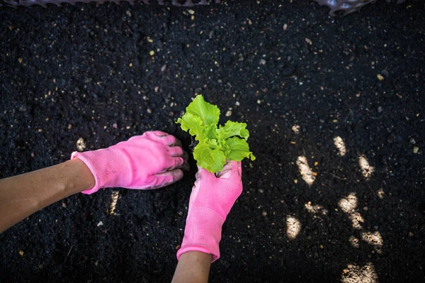 Vista Superior Mujer Que Usa Guantes Jardinería Rosados Plantando Plántulas — Foto de Stock