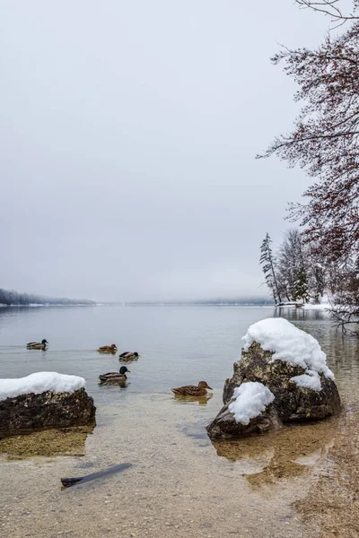 Ducks floating on cold water of beautiful winter lake water with snow covered rocks.