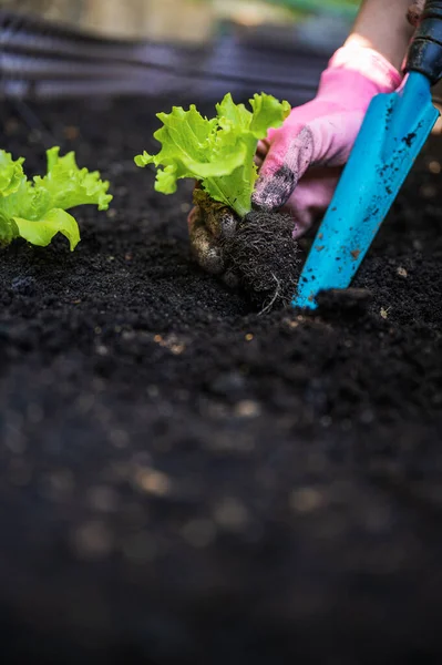 Planting Green Spring Lettuce Seedling Gardening Tool Dark Fertile Soil — Stock Photo, Image