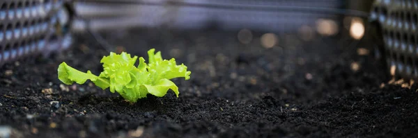 Wide View Image Green Spring Lettuce Seedling Growing Dark Fertile — Stock Photo, Image