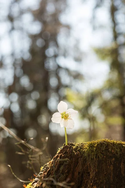 Beautiful Gentle Hellebore Flower Growing Mossy Spot Beautiful Spring Forest — Stock Photo, Image