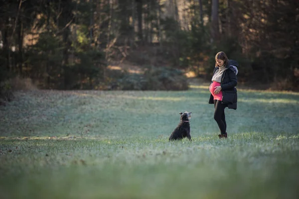 彼らは秋の森の端に緑の牧草地に立っているとして彼らは彼女の黒い犬を見て腫れた腹に触れる若い妊婦の美しい景色 — ストック写真