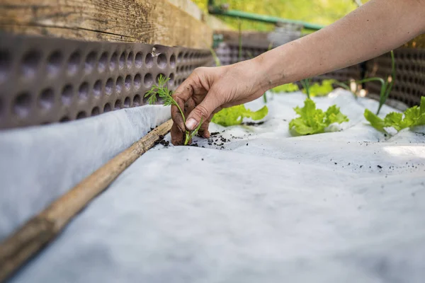 Semis Carottes Femelles Nues Plantés Main Dans Potager Protégé Par — Photo